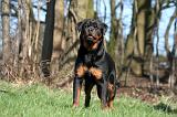 ROTTWEILER 525